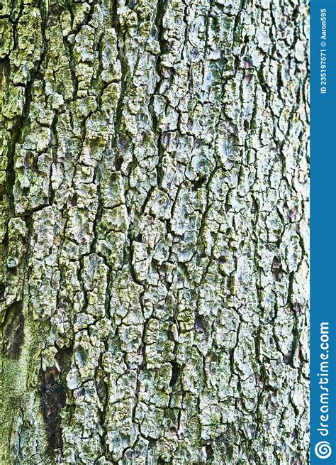 Beautiful Tree Bark Texture Image Stock Image Image Of Plank Surface