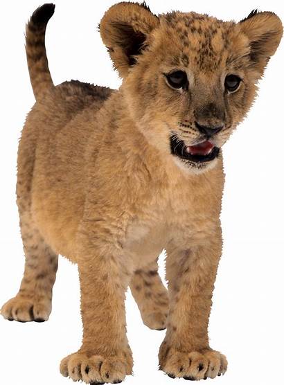 Lion Transparent Lions Tubes Cub Lioness Animais