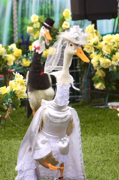 Ducks are a great animal to start with if you are considering adding livestock to your life. Ducks dressed as a bride and groom take part in a duck ...