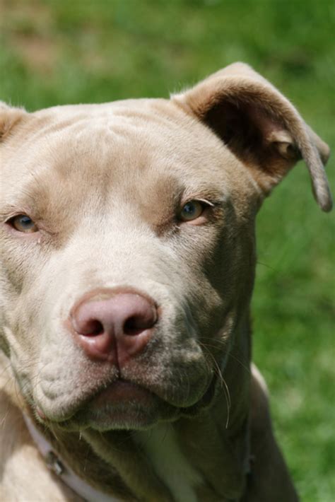 Pitbull Nutrition Requirements