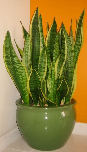 It's no surprise that snake plants are popular houseplants. Snake Plant