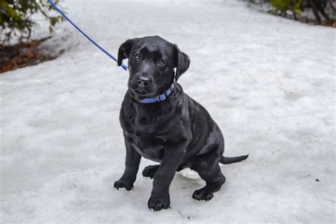 Black Labrador Puppy 😍 Winter Nature Black Labrador Puppy Black