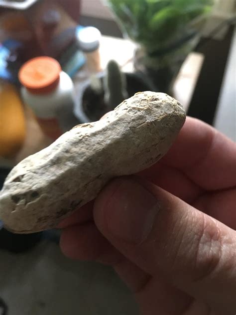 Look how big this peanut is : mildlyinteresting