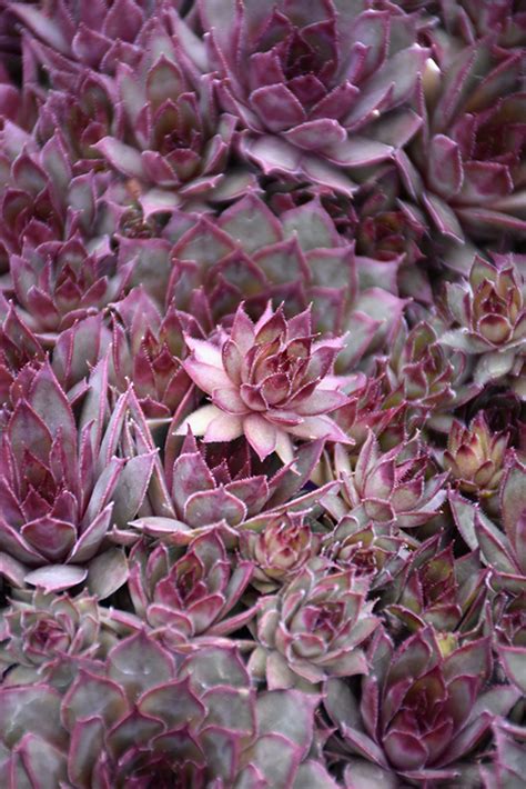 Red Beauty Hens And Chicks Sempervivum Red Beauty In