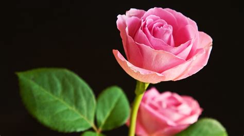 Pink Rose Pictures Download Free Pixelstalknet