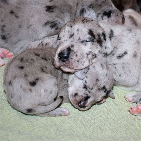 They require lots of exercise. Great Dane Puppy Pictures: Because We Can