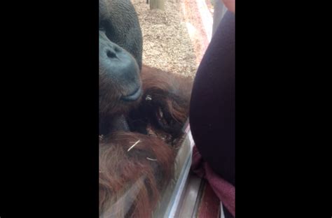 Orangutan Kisses Belly Of Pregnant Woman Through Glass Time