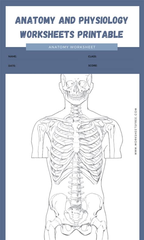 Anatomy And Physiology Worksheets Printable 12 Worksheets Free