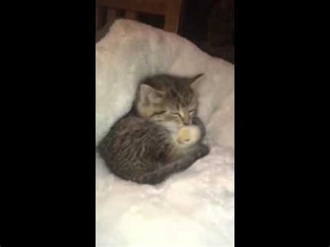 Our rescue for cats consists of foster care homes with volunteers from all over our area. Best friend cat and bird - YouTube