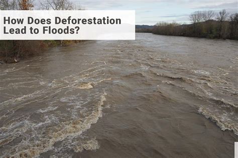 How Does Deforestation Lead To Floods And Droughts Earth Reminder