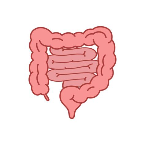 Clip Art Of Human Body Colon Illustrations Royalty Free Vector Graphics And Clip Art Istock