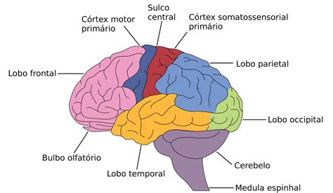 Neuroanatomia Imagens