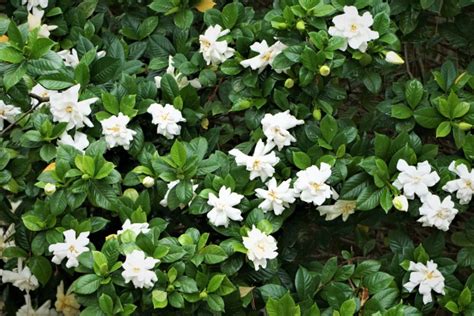 15 Best Plants For Hedges In Florida Garden Lovers Club