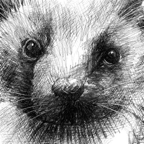 Pine Marten Sketch Limited Edition Fine Art Print From Etsy Fine