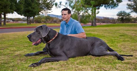 Worlds Tallest Dog Giant George Dies Daily Record