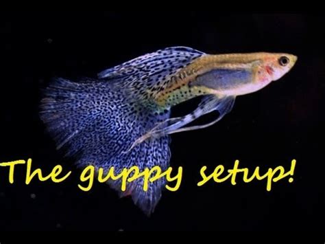 If so then you've found the right article. My Guppy Breeding Setup and Updates! - YouTube