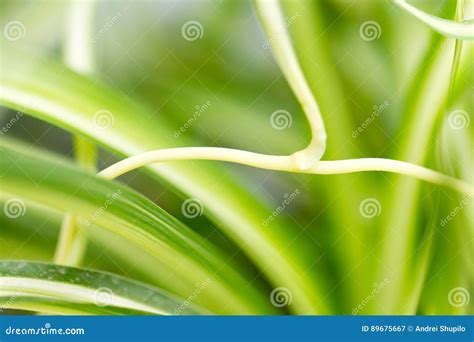 Background Of Green Grass Plants Stock Image Image Of Season Flora