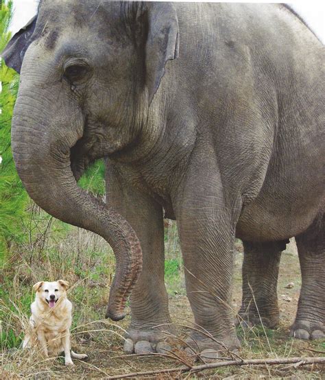 Dog Elephant Friendship Elephant Animal Planet Animals