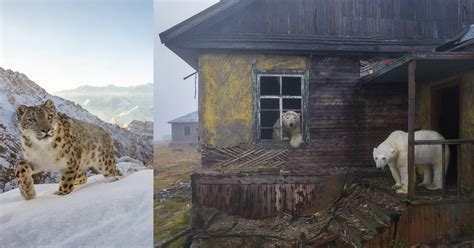 Petapixel Polar Bears In Abandoned Village Wins Nature Photographer