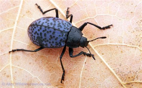 beetle bug