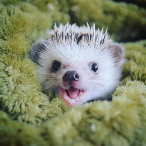 Images Of Cute Hedgehogs Peepsburghcom
