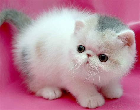 If you want a best friend who will return all your dedication and love in kind, the persian may be the. Small Persian cat on a pink background wallpapers and ...