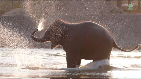 The Golden Moment Of Baby Elephant Wan Mai In The River Elephantnews