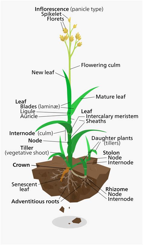 Anatomy Of A Rice Plant Hd Png Download Transparent Png Image Pngitem