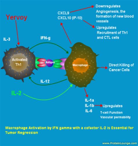 Melanomamissionary Macrophage Activation The Missing Link To