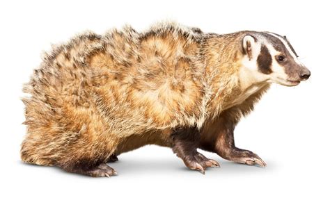 American Badger Facts What Do Badgers Eat Dk Find Out
