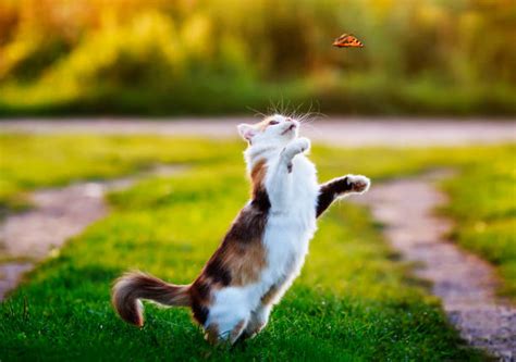 Cat Chasing Butterfly Banco De Imagens E Fotos De Stock Istock