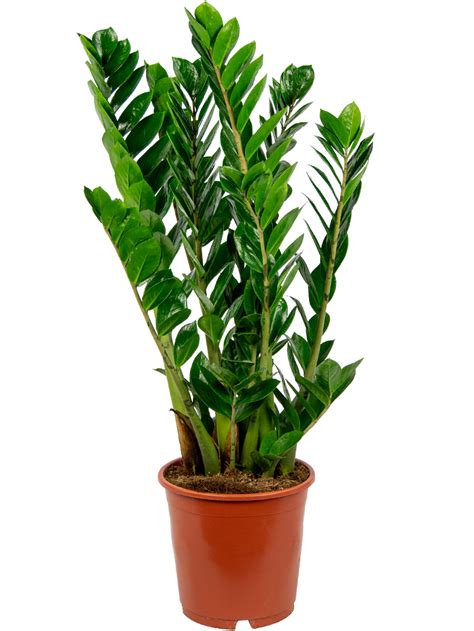Zamioculcas Zamiifolia Zz Plant 90cm Make A Jungle