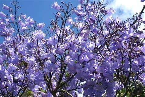 8 Beautiful Purple Flowering Trees Urban Garden Gal