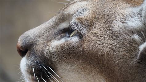 Cougar Key Facts — Forest Wildlife