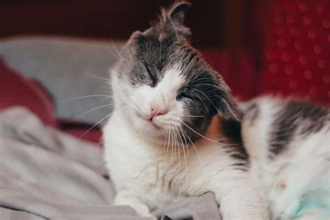 13 Reasons Your Cats Ear Twitches And How To Treat It