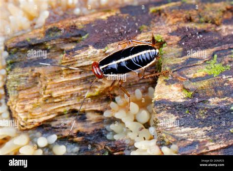 Ninfa De La Cucaracha Fotografías E Imágenes De Alta Resolución Alamy