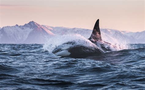 Download Wallpapers Killer Whale Orca Ocean Sunset Dangerous