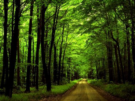 Background Image Forest Green Nature Top Free Images