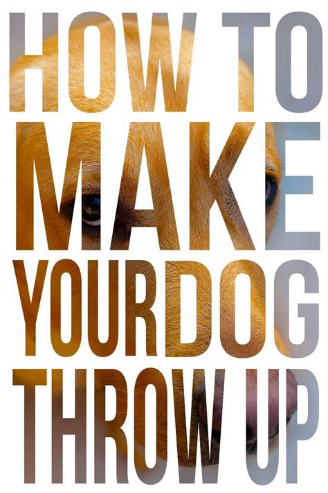 Vomiting may occur directly after eating or anytime thereafter. How To Make A Dog Throw Up - When and How To Make A Dog ...