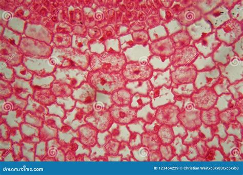 Zea Root Tip Maize Plant Root Longitudinal Section Light Micrograph