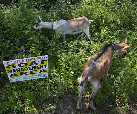 Rent A Goat Invasive Plant Remediation Goats Invasive Plants Nubian Goat
