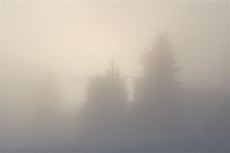 Winter Snowy Landscape In Dense Fog Stock Photo Image Of Nature