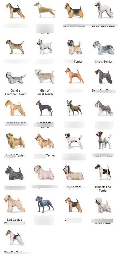 Akc Breed Groups Terriers Diagram Quizlet