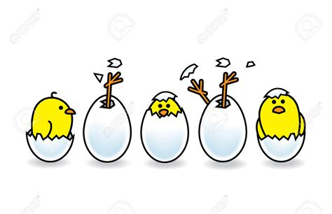 chick clipart chicken hatching picture 349335 chick clipart chicken hatching