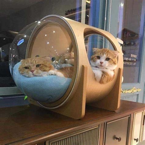 This bed is a relief for. To Infinity And Beyond!: Space Capsule Inspired Cat Beds ...