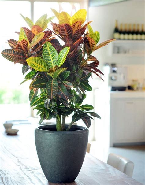 23 Most Beautiful Houseplants You Never Knew About Melhores Plantas