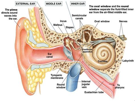 Labeled Diagram Of An Ear Human Anatomy Lab Ear Models After