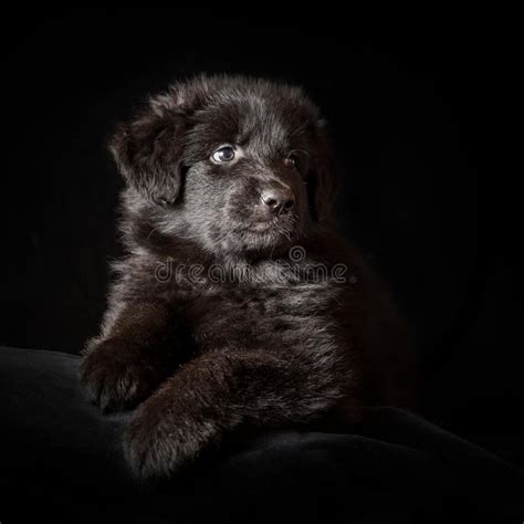Black Long Haired German Shepherd Puppy On Black Stock Photo Image Of