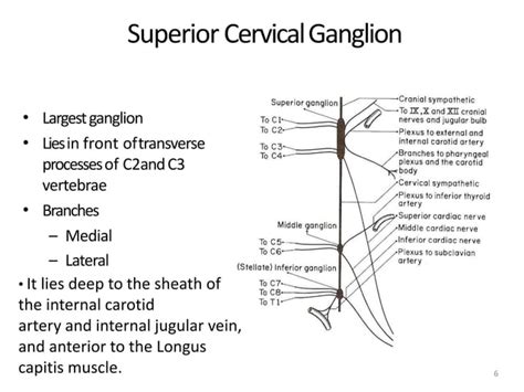Cervical Sympathetic Trunk