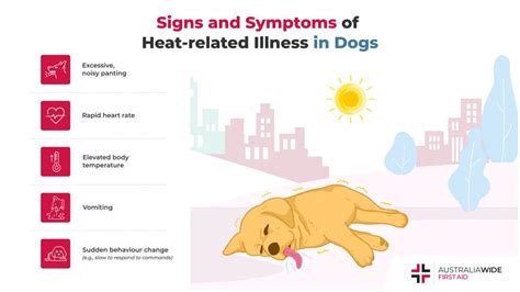 How To Prevent Heat Related Illness In Dogs